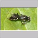 Alysson spinosus - Grabwespe m03c 6-7mm OS-Hasbergen-Lehmwiese.jpg